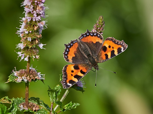 smalltortoiseshell aglaisurticae butterfly burtonagnes gardens yorkshire uk olympus omdem1markiii 100400 his beauty