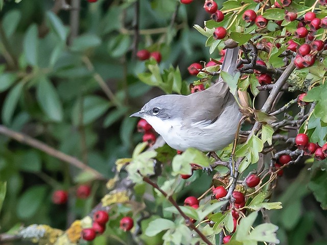 Fuelling up for the long flight, Lesser Whitethroat 😊
