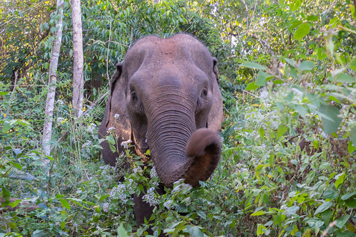 cambodia evp elephantvalleyproject genial elephant motionblur reaching trunk saenmonourom mondulkiriprovince