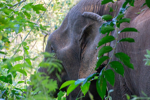 cambodia evp elephantvalleyproject genial closeup ear elephant eye head saenmonourom mondulkiriprovince