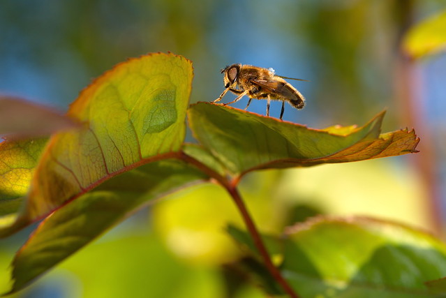 Highlit Hoverfly And Leaves