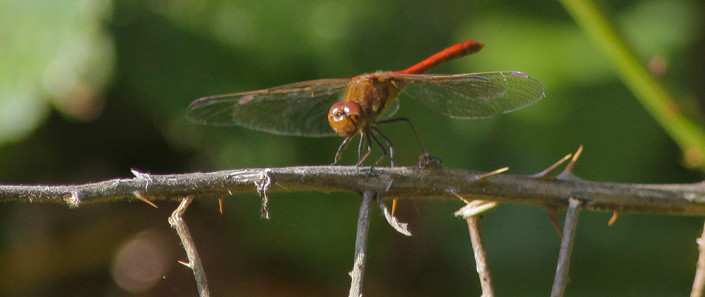 Dragonfly..Common darter