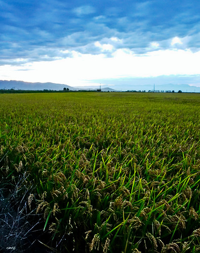 arrozal cielo nubes naturaleza nature paisaje landscape sonya77ii sony1650 cultivo
