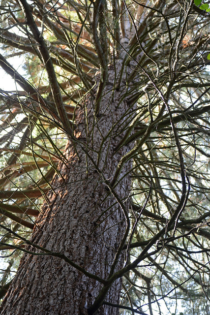 Im Münsterwald bei Zweifall - Riesenmammutbaum (Sequoiadendron giganteum)