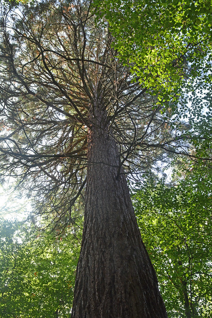 Im Münsterwald bei Zweifall - Riesenmammutbaum (Sequoiadendron giganteum)