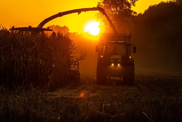 cornharvest in the sunset