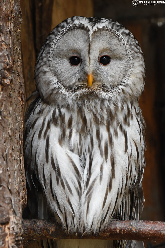 Ural owl - Zoo Veldhoven