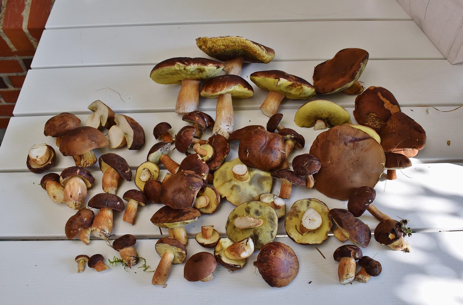 Как понять что грибы готовы. Распознать грибы по фото. Определение грибов по фото. Как узнать гриб по фото.