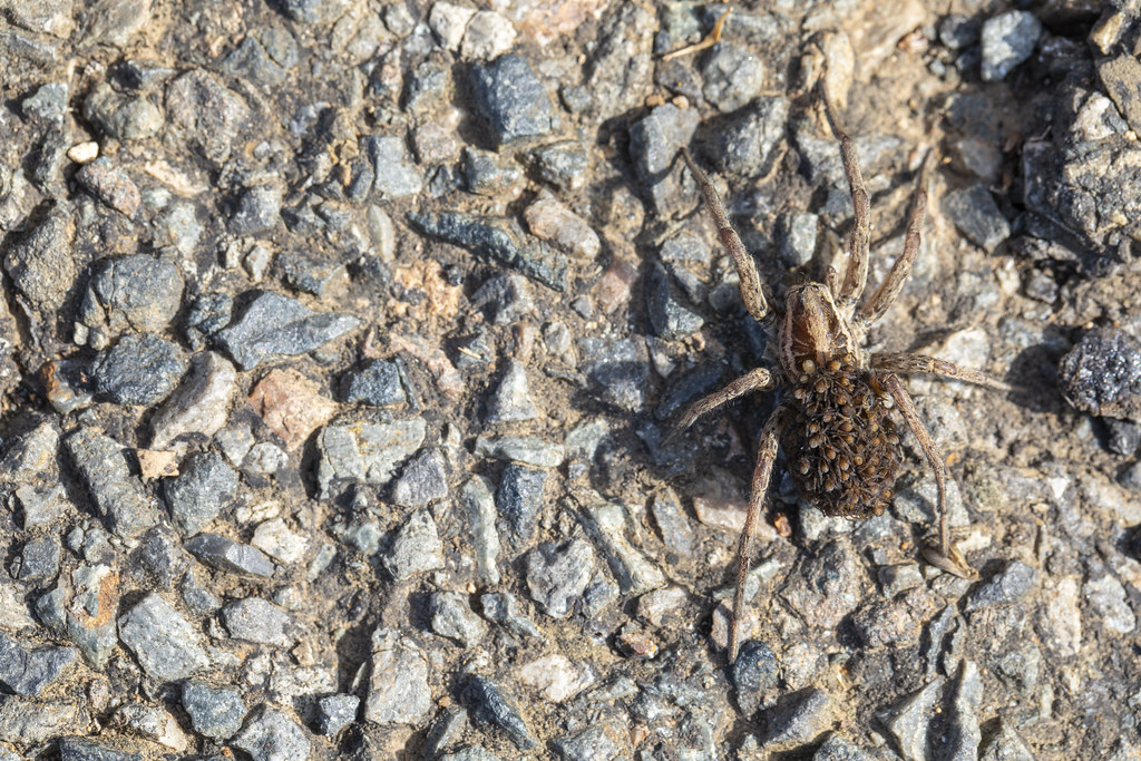 Araignée loup avec ses petits sur l'abdomen | Hogna radiata | G.Corsand ...