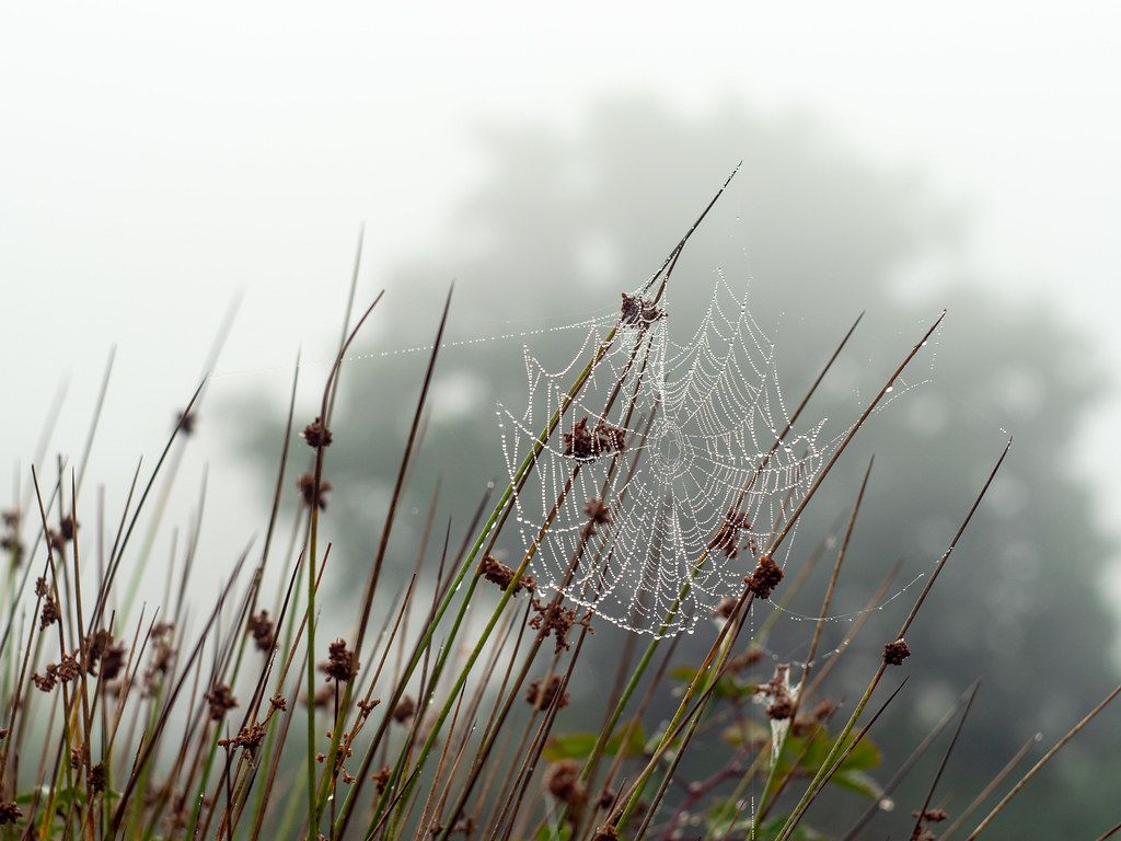 Cobweb in the mist