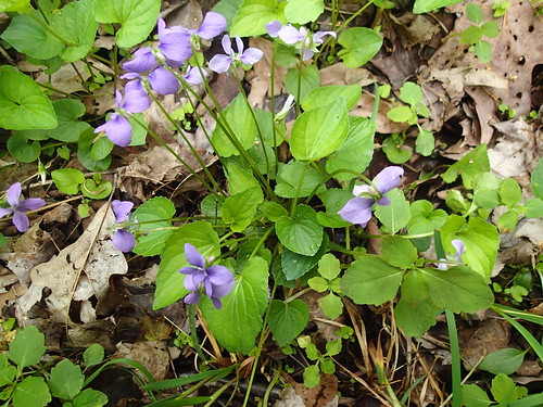 princegallitzenstatepark cambriacountypennsylvania violacucullata marshblueviolet violet flower plant