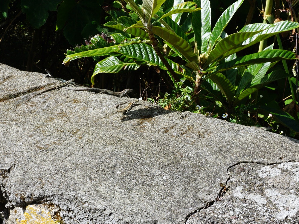 Madeiran Wall Lizards