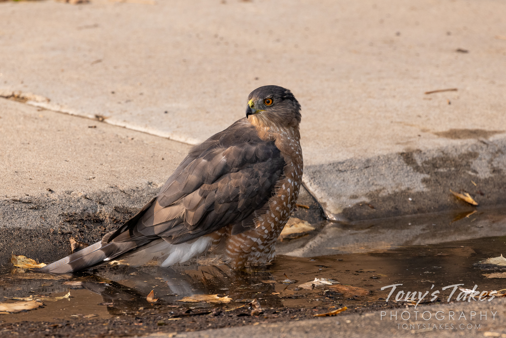 A Cooper's hawk bathes in water in a gutter. (© Tony's Takes)