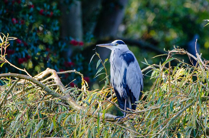 Watchful heron on willow