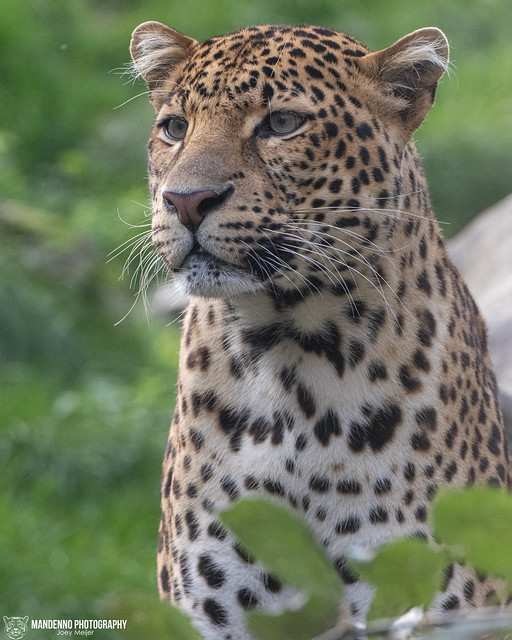 Javan Leopard - Pairi Daiza - Belgium