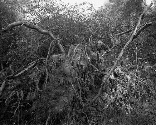 hyonswood tree walkertitansf monochrome blackandwhite ancientwoodland largeformat 4x5 landscape ruralnortheast rolleiortho25 hc110