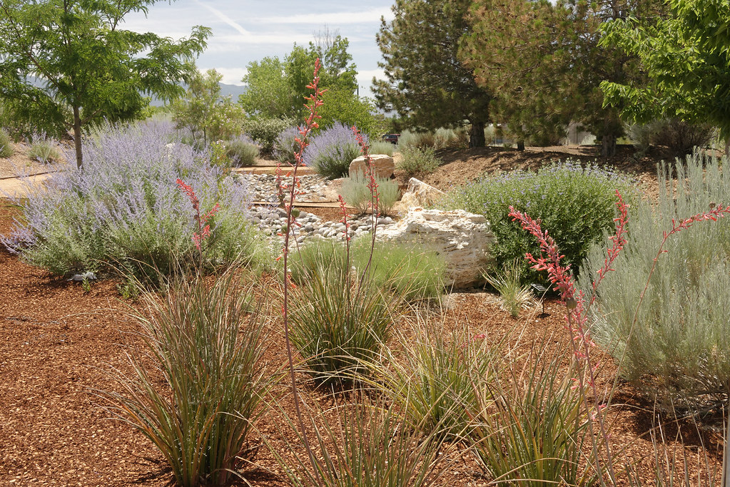 water-wise-garden-rio-rancho-water-wise-garden-mike-stoy-flickr