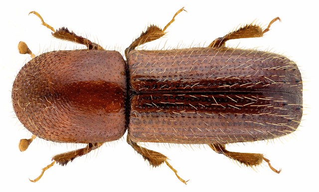 Pityogenes trepanatus (Noerdlinger, 1848) Male