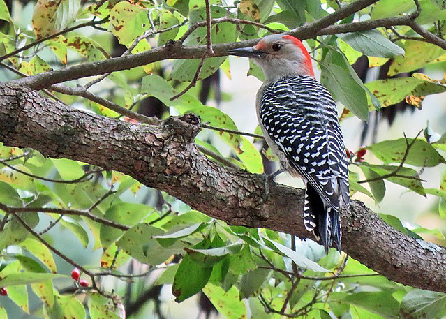 Red-bellied Woodpecker (f)