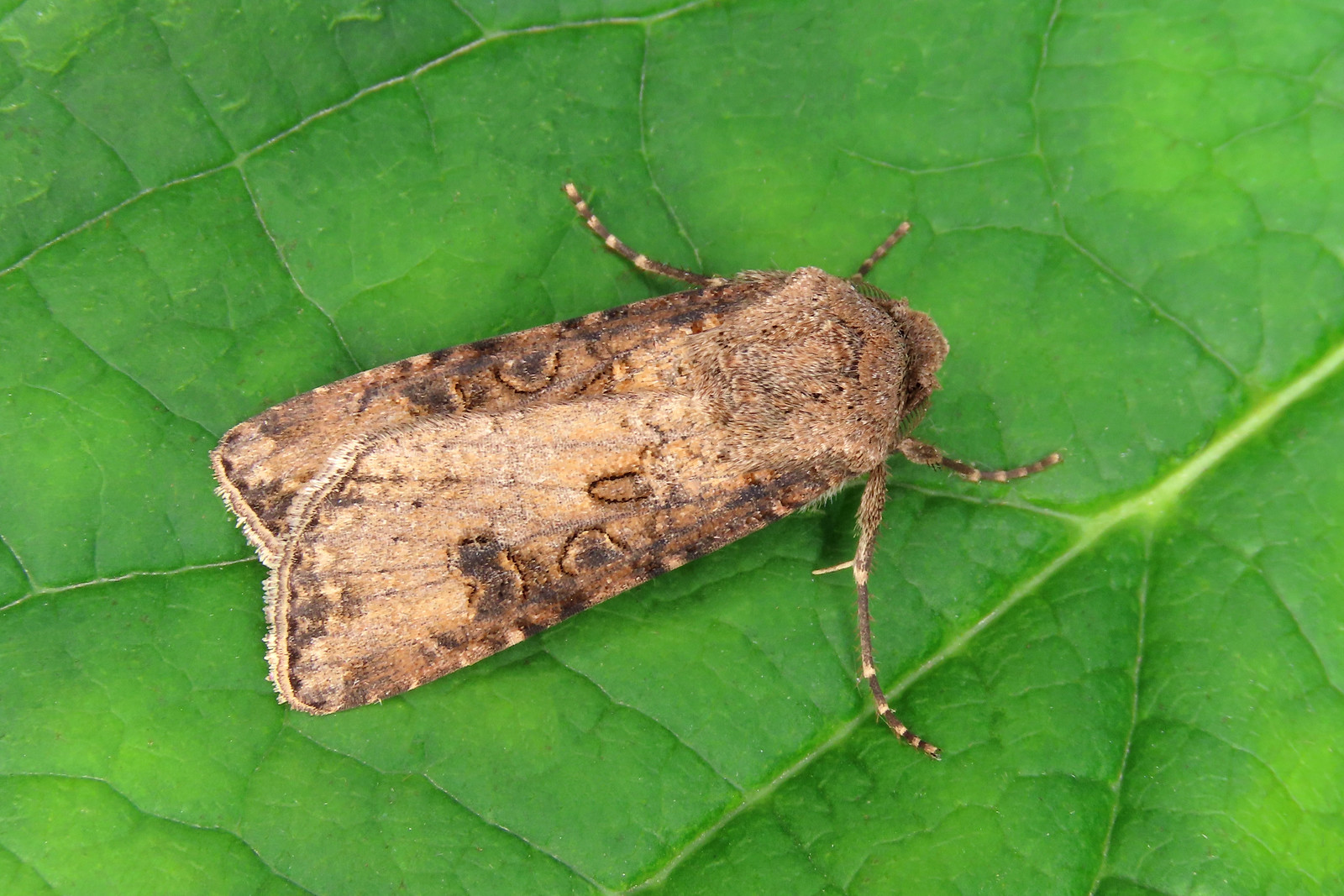 73.319 Turnip Moth - Agrotis segetum