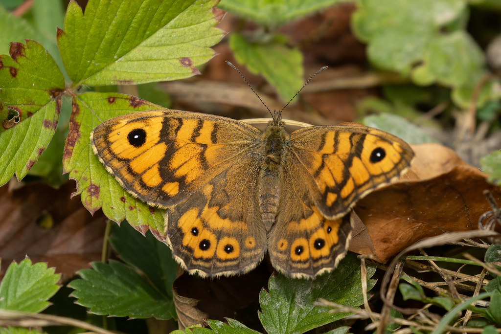 Wall Brown Butterfly.