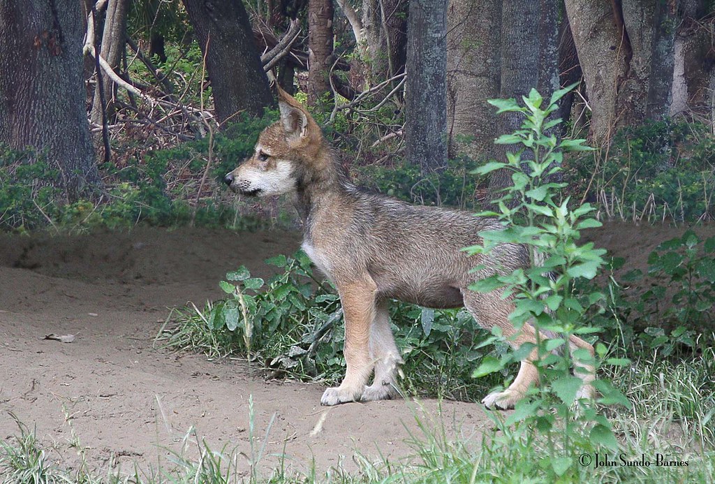 2007_06 30_5910 JSB Cin | Mexican wolf cub, Cincinnati zoo, … | Flickr