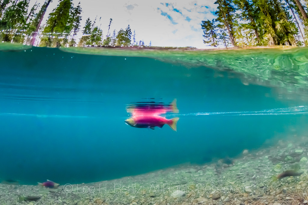 Sockeye Salmon Spawning in the Cooper River | Sockeye Salmon… | Flickr
