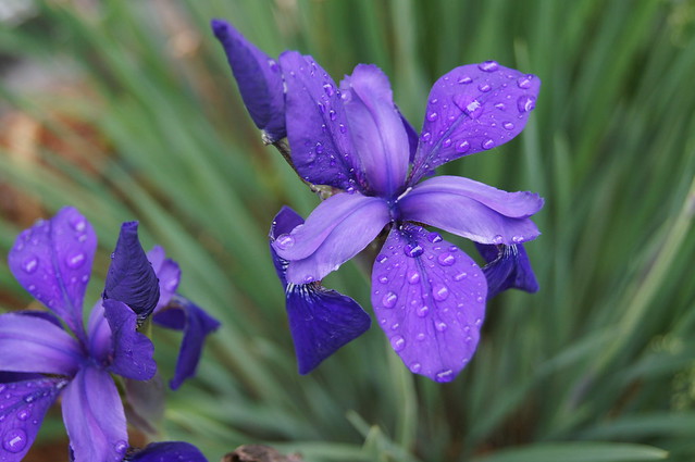 Irises and raindrops at home.  DSC03023