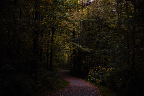 krvt kalamazoo kalamazoocounty kalamazoorivervalleytrail michigan us unitedstates autumn fall forest goldenhour outdoor path sunny trail woods