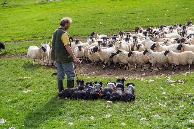 Armchair Traveling - Sheepherding in Scotland