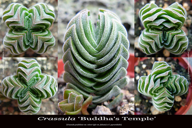 Crassula 'Buddha's Temple' (collage)