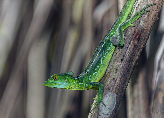 Costa Rican Lizard