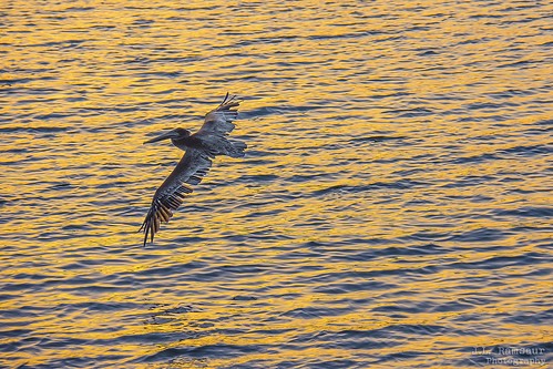 jlrphotography nikond7200 nikon d7200 photography orangebeachal gulfcoast baldwincounty alabama 2020 engineerswithcameras gulfcoaststate photographyforgod thesouth southernphotography screamofthephotographer ibeauty jlramsaurphotography orangebeachislands tennesseephotographer orangebeachalabama perdidopass pleasureisland brownpelicansunsetflight brownpelican sunsetflight pelican bird flying flight sunset sun sunrays sunlight sunglow orange yellow seascape oceanview seashore wherethemapturnsblue ocean oceanwater sea waves saltwater gulfofmexico nature outdoors god’sartwork nature’spaintbrush god’screation