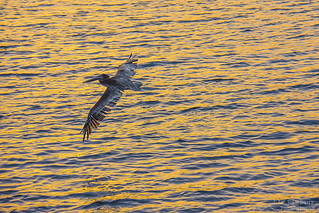 Brown Pelican Sunset Flight - Orange Beach, Alabama