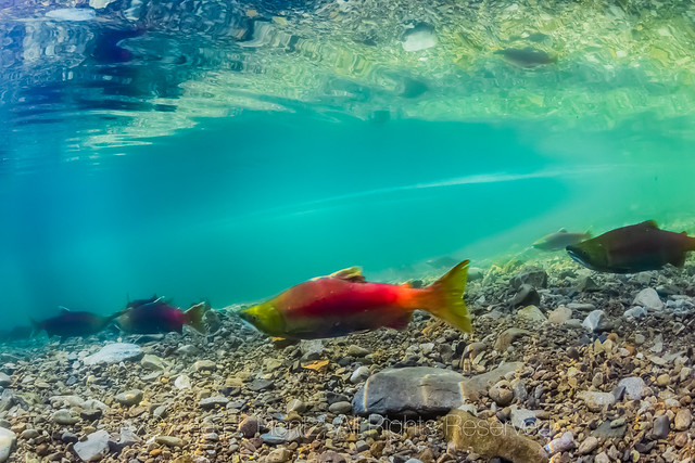 Sockeye Salmon Spawning in the Cooper River