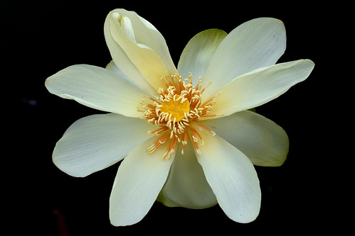 flower texture nelumbolutea americanlotus cullinanpark outdoors naturallight