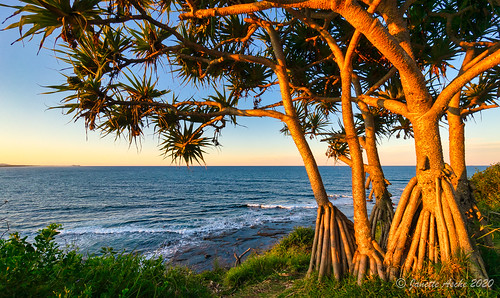 australia moffatbeach moffatheadland pandanaceae pandanustectorius qld queensland sunshinecoast thatchscrewpine coastal ocean pandanus sea seqld sunset tree
