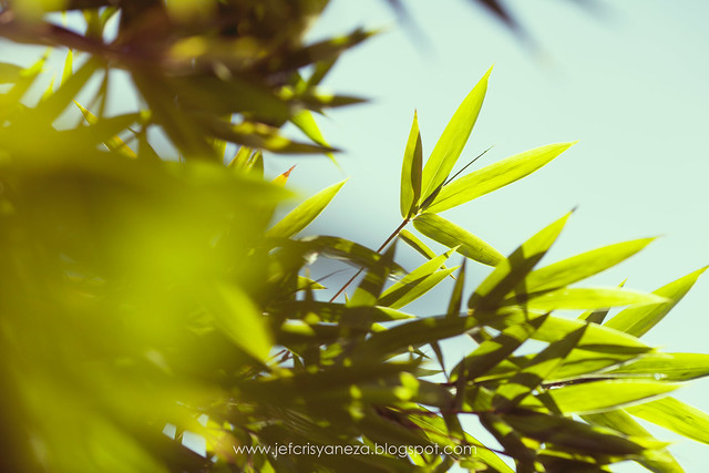 Bamboo In A Sunny Morning v4