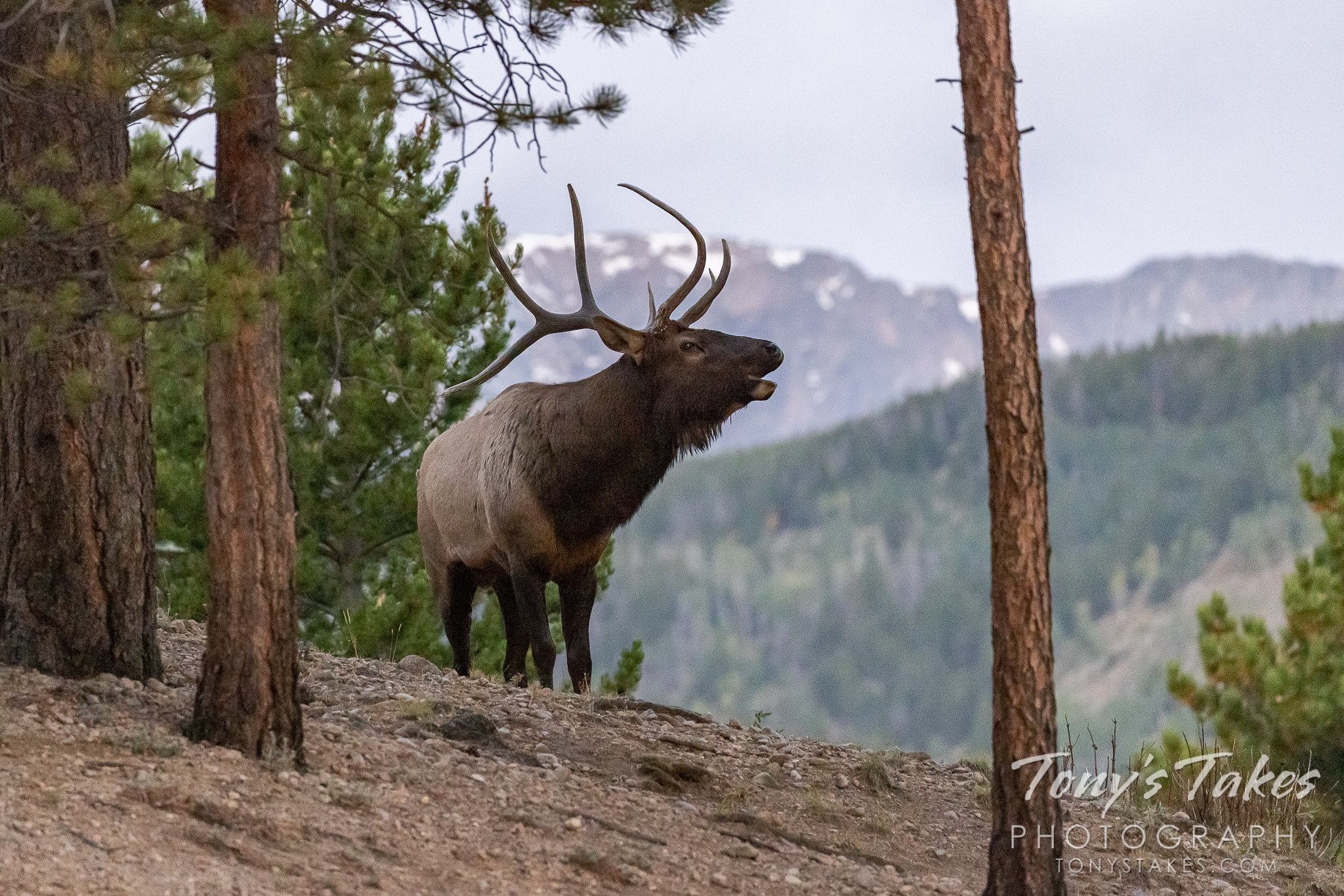 Elk bull wakes up the forest