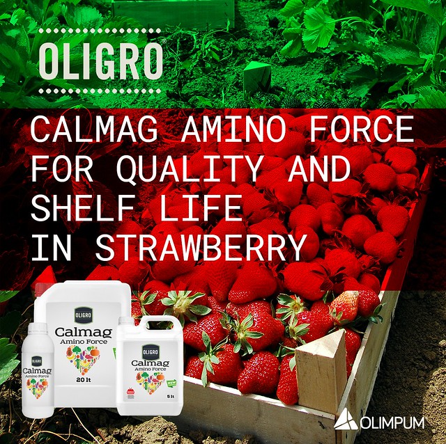 Calmag Amino force for quality and shelf life in strawberries