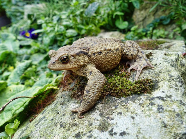 toad 1