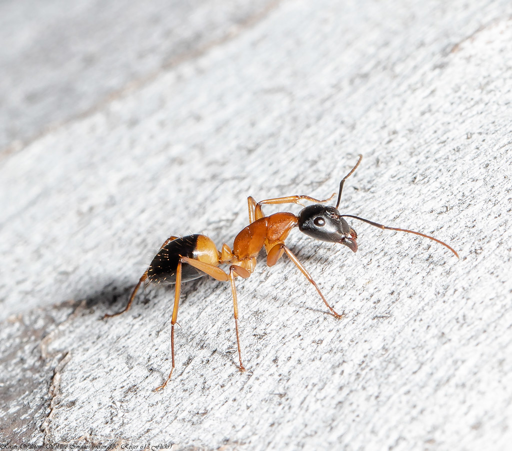 Camponotus consobrinus (Banded sugar ant)