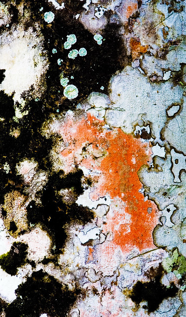 Lichens on Tree Trunk, Summit Park, Soberania National Park, Panama