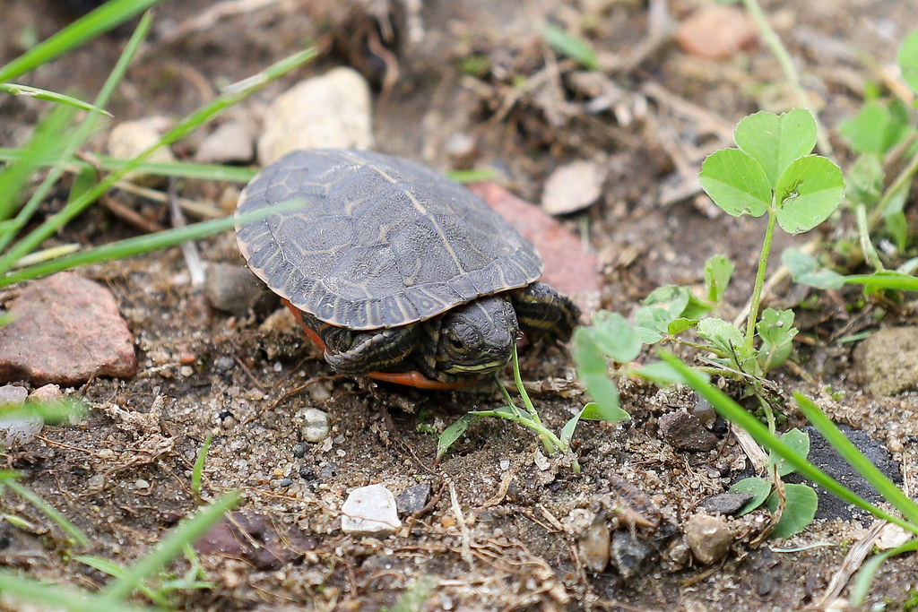 Baby 2 inch painted turtle2