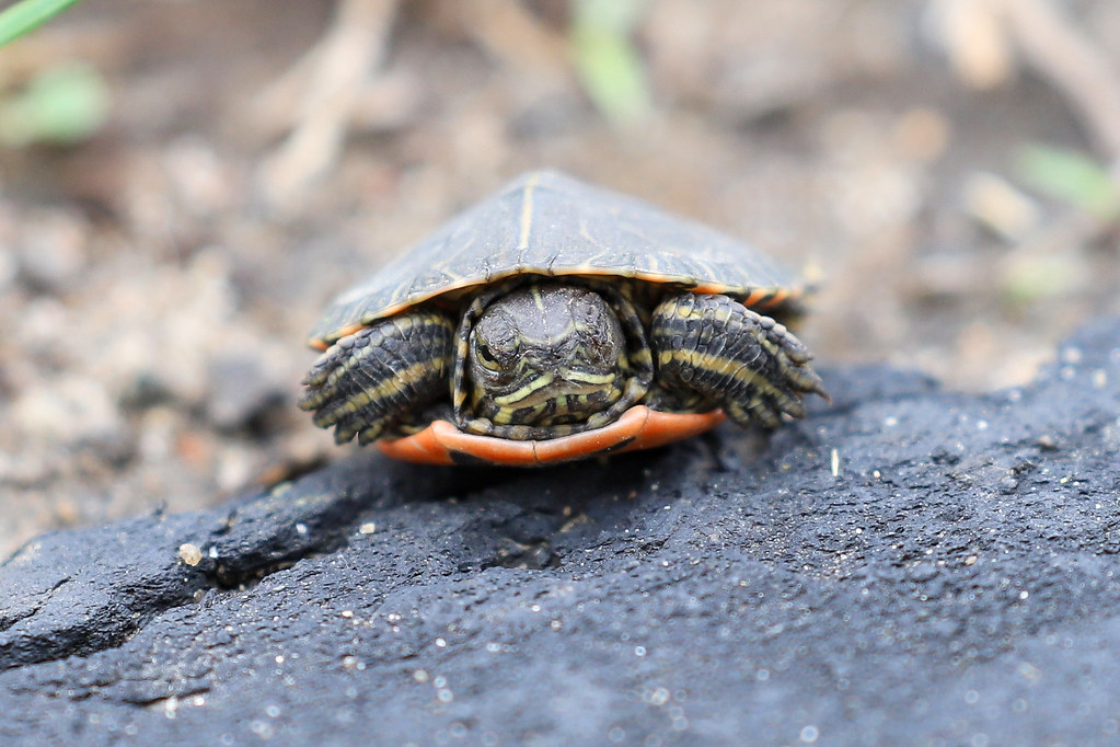 Baby 2 inch painted turtle front view