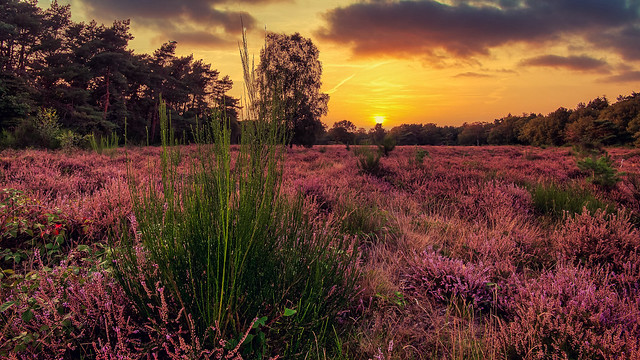 Sunset heather, Netherlands