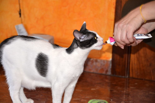 Gizmo, gatito blanco y humo esterilizado, muy dulce nacido en Diciembre´19, en adopción. Valencia. ADOPTADO. 50383265941_1fb864f148