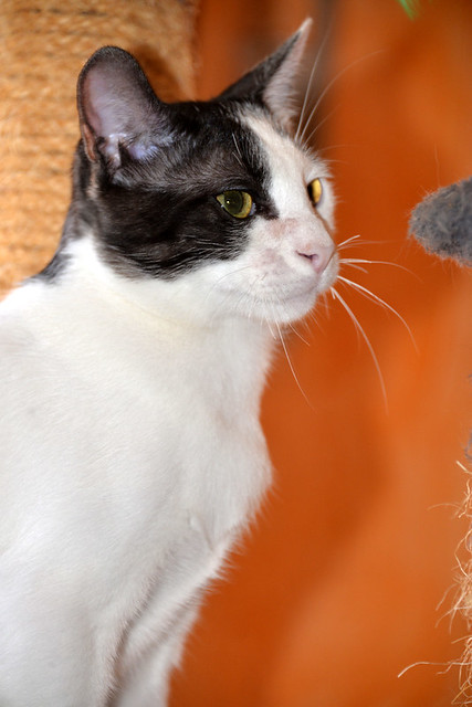 Gizmo, gatito blanco y humo esterilizado, muy dulce nacido en Diciembre´19, en adopción. Valencia. ADOPTADO. 50383448417_d927cfc70b_z