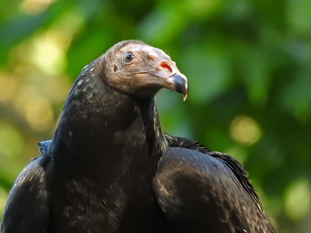 Turkey Vulture, Loch Lomond Bird of Prey Centre, Scotland