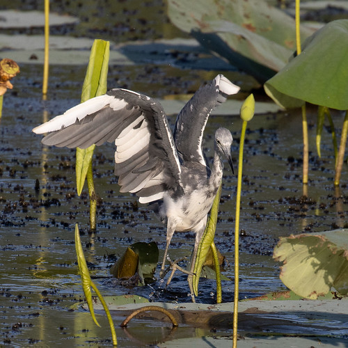 wading egrettacaerulea cullinanpark littleblueheron bird juvenile heron
